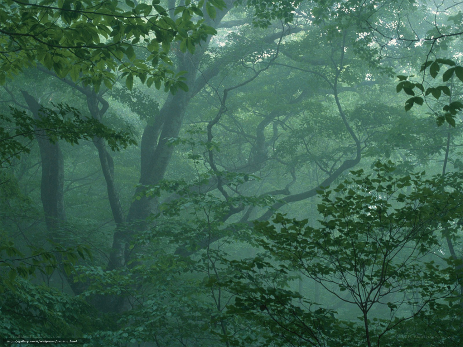 Misty forest canopy