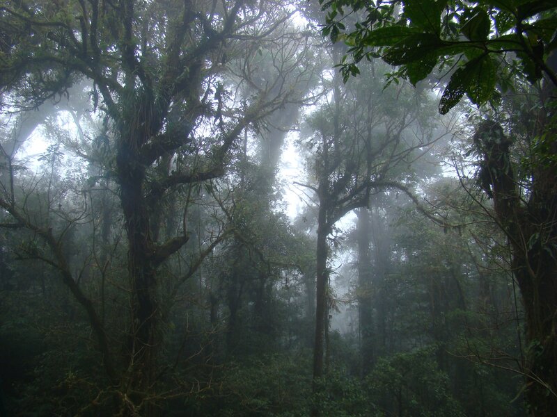 Misty forest canopy