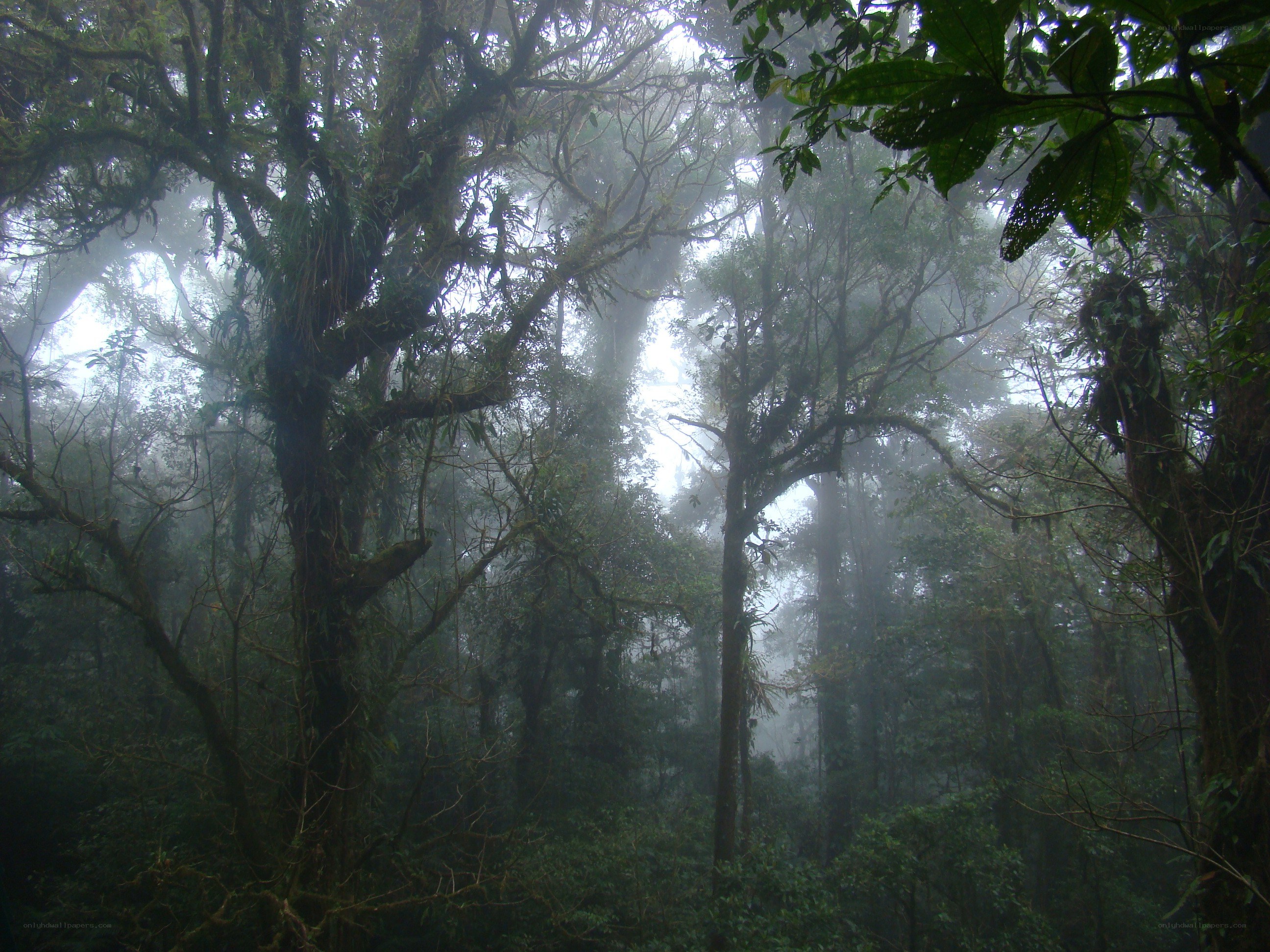 Misty forest canopy