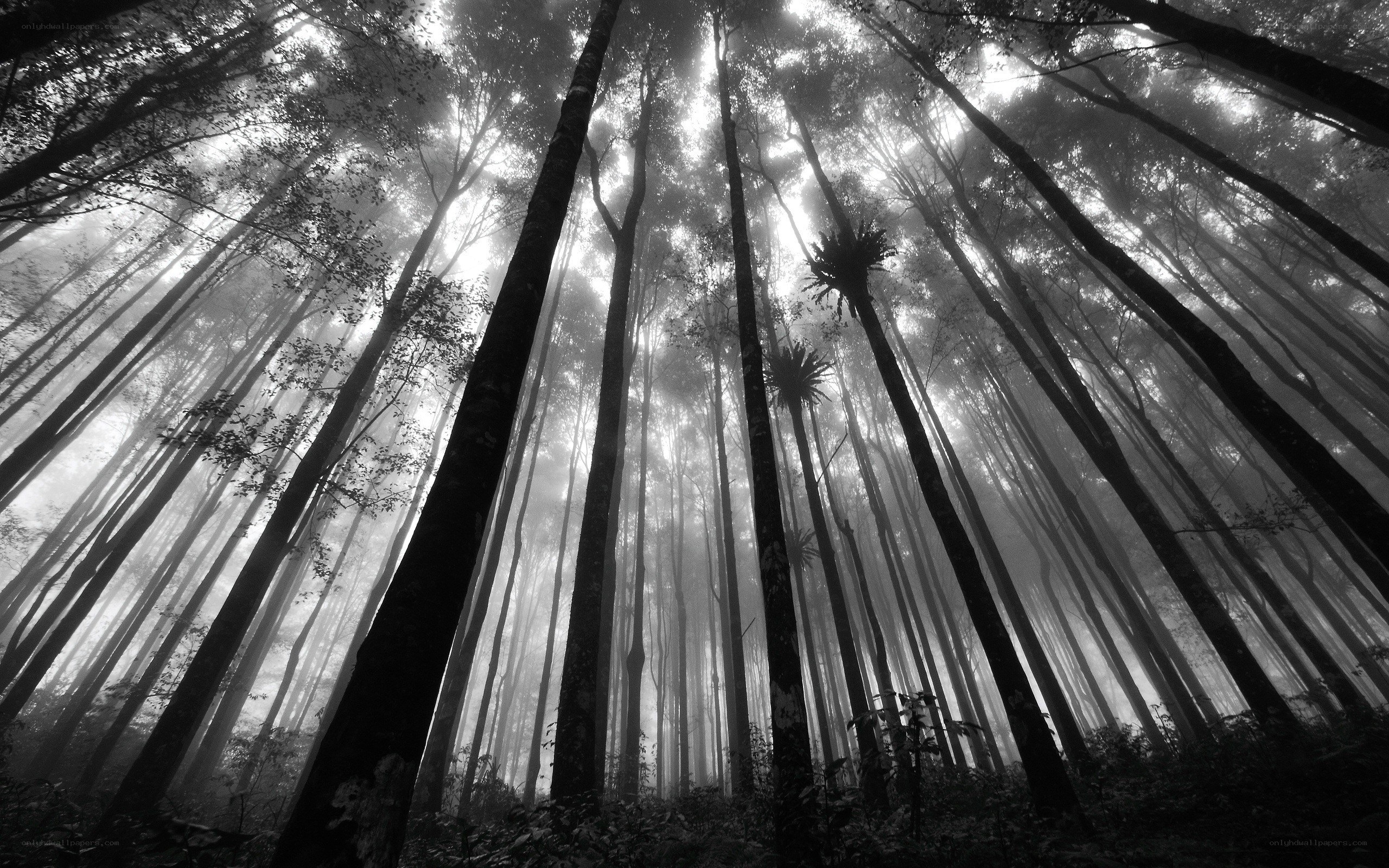 Misty forest canopy