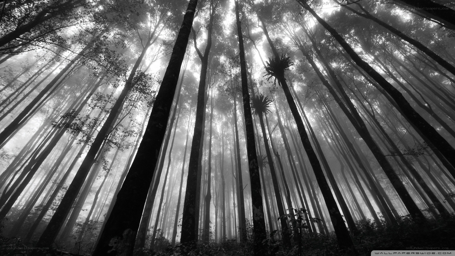 Misty forest canopy
