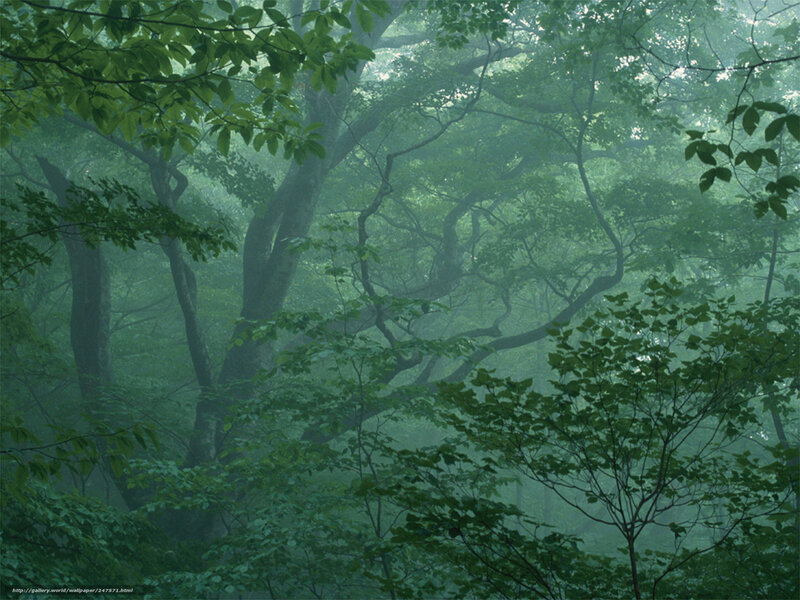 Misty Forest Canopy — Green, Serene