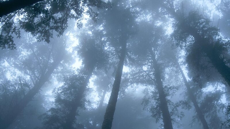 Misty forest canopy view