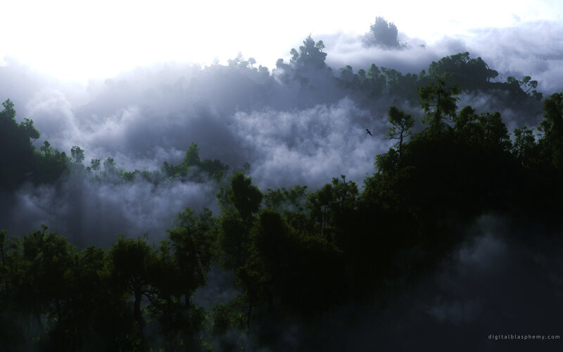 Misty forest canopy view