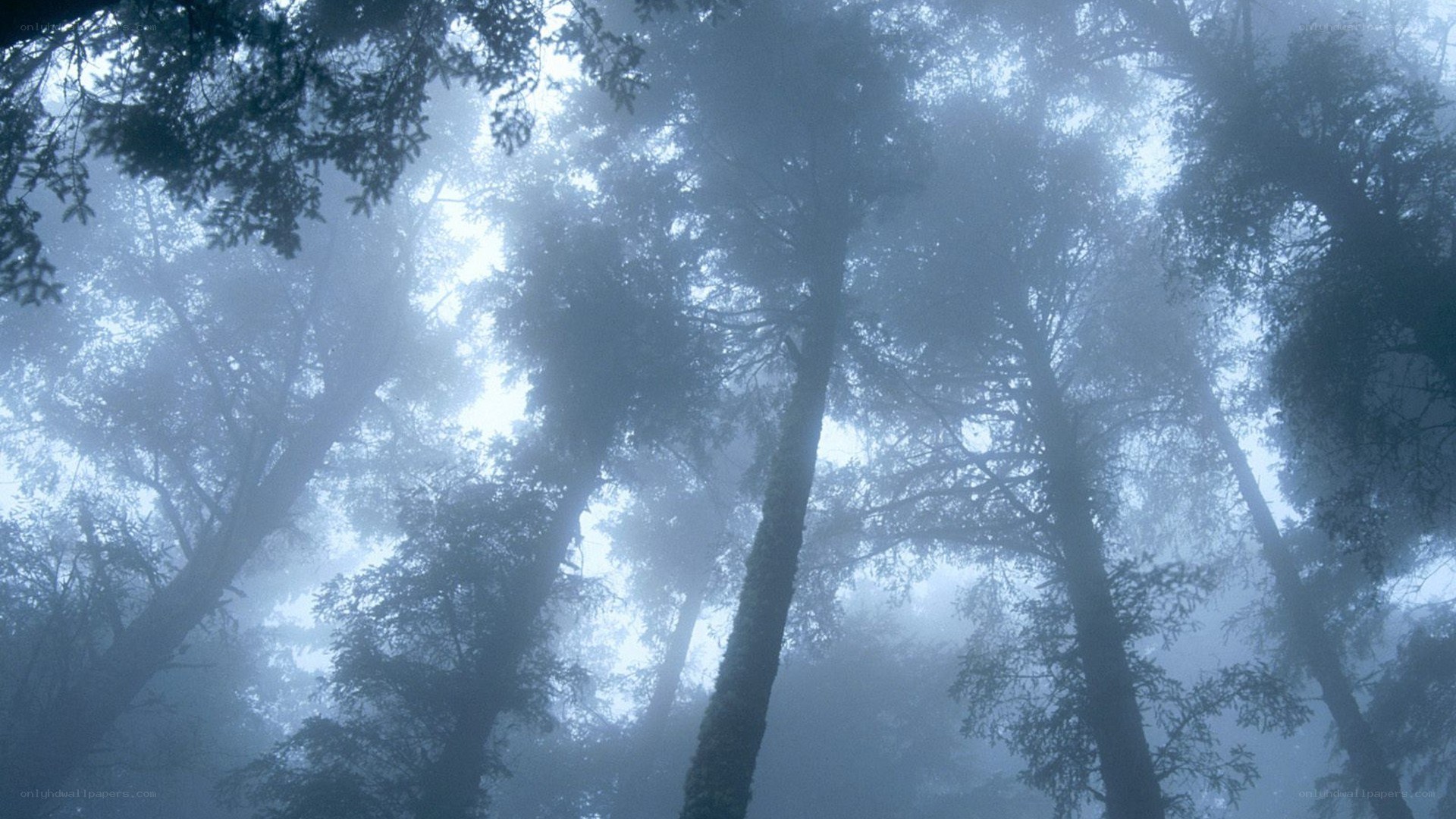 Misty forest canopy view