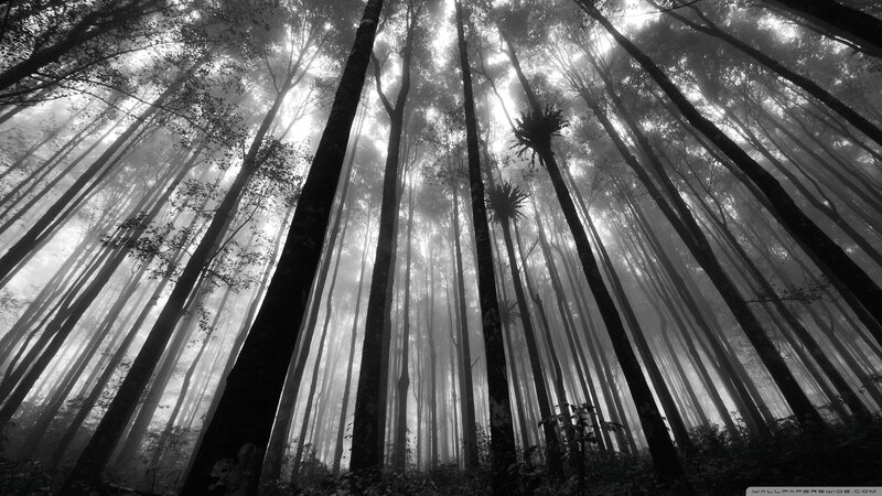 Misty forest canopy view