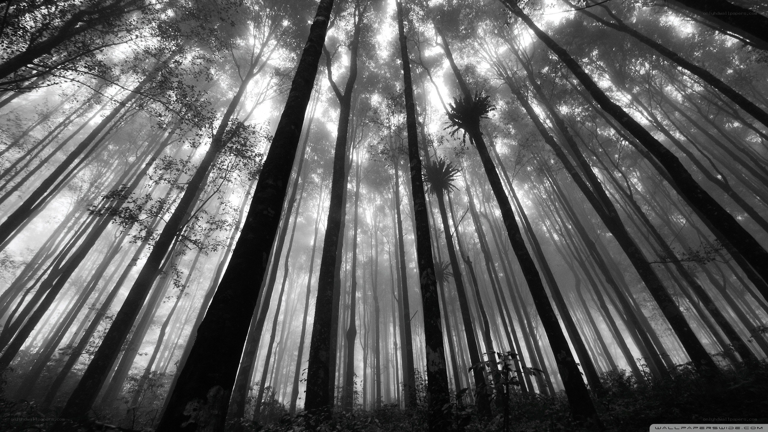 Misty forest canopy view