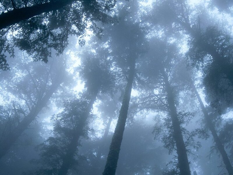 Misty forest canopy view