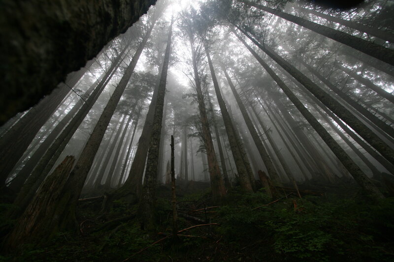 Misty forest canopy view