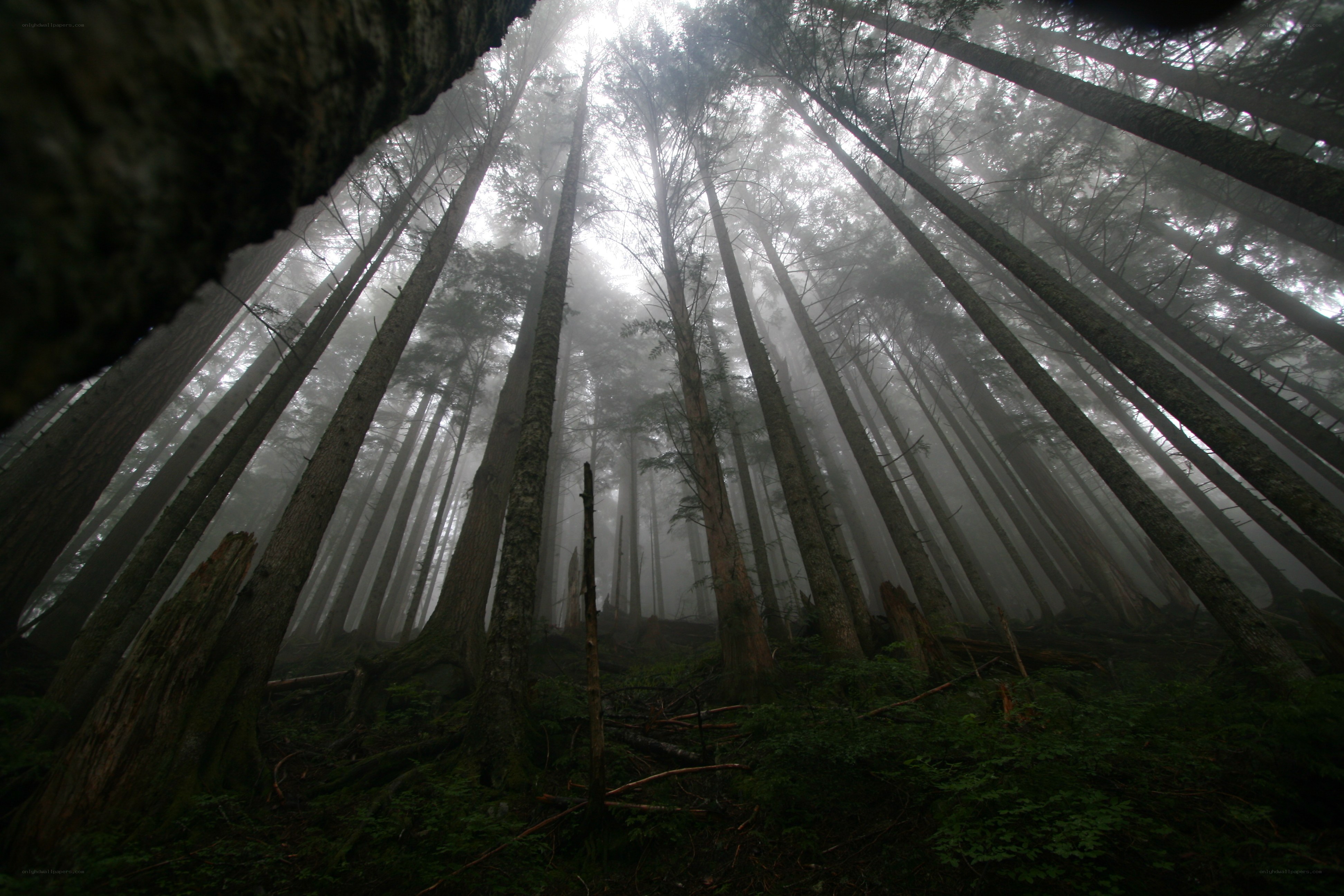 Misty forest canopy view