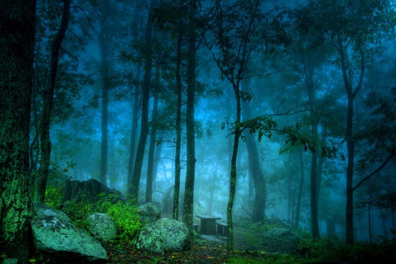 Misty Forest Clearing — Blue