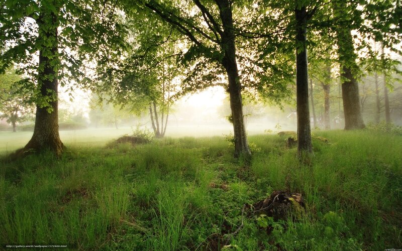 Misty Forest Clearing — Green