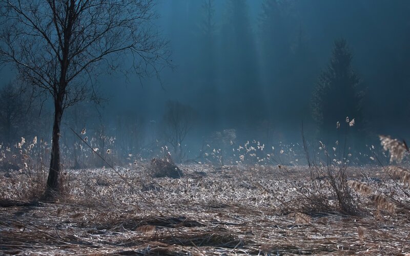 Misty forest clearing