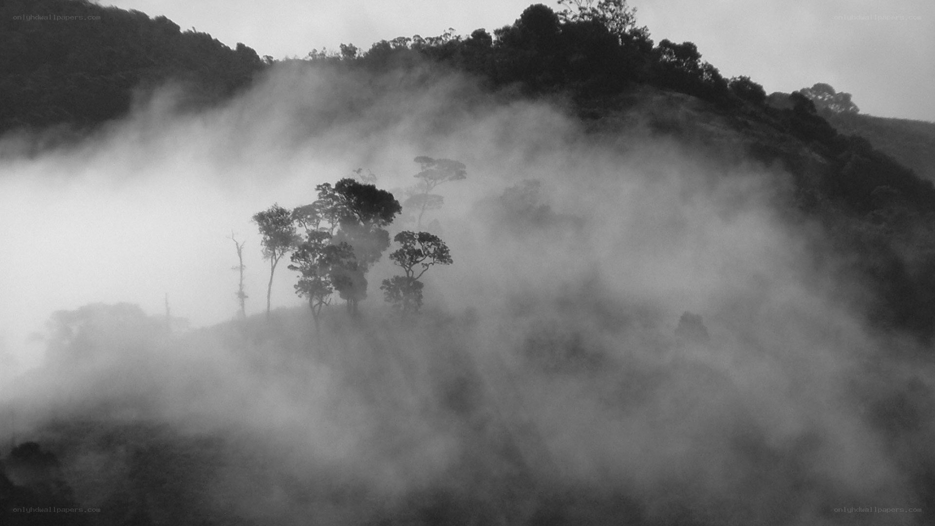 Misty forest hills