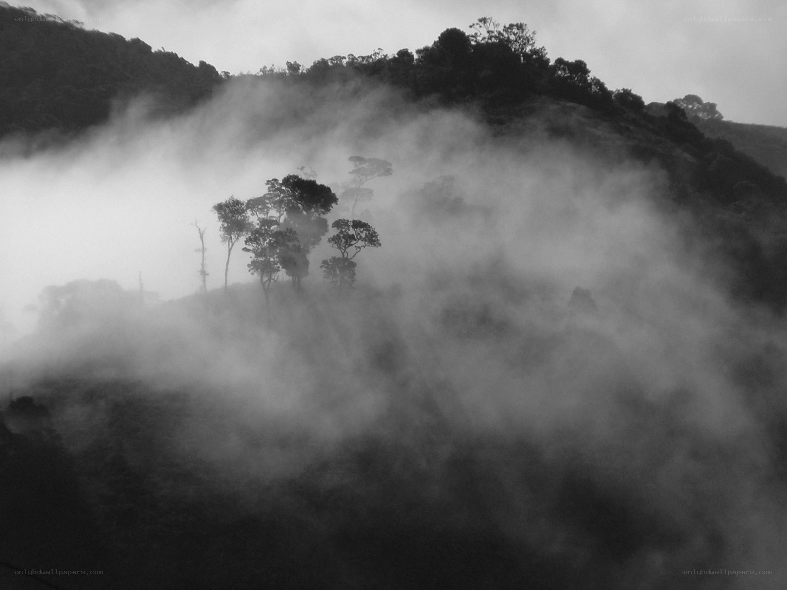 Misty forest hills