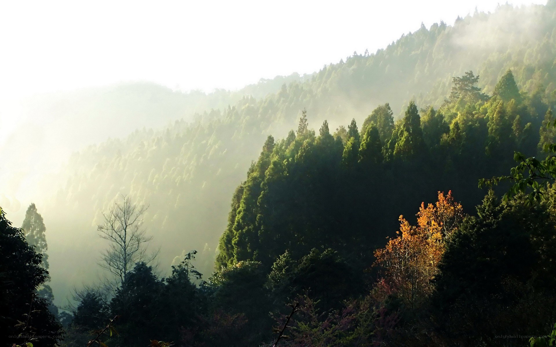 Misty forest hills at sunrise