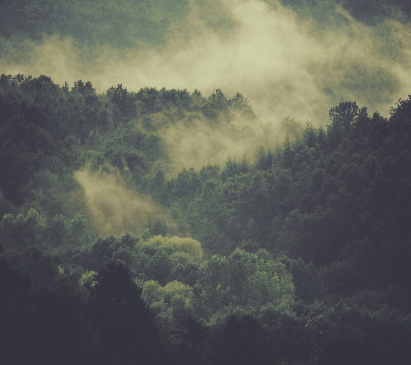 Misty Forest Hills — Green, Morning