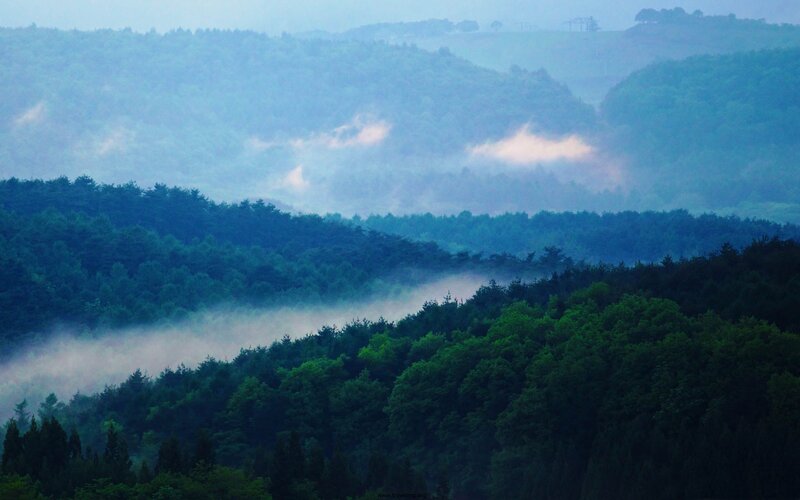Misty Forest Hills — Green