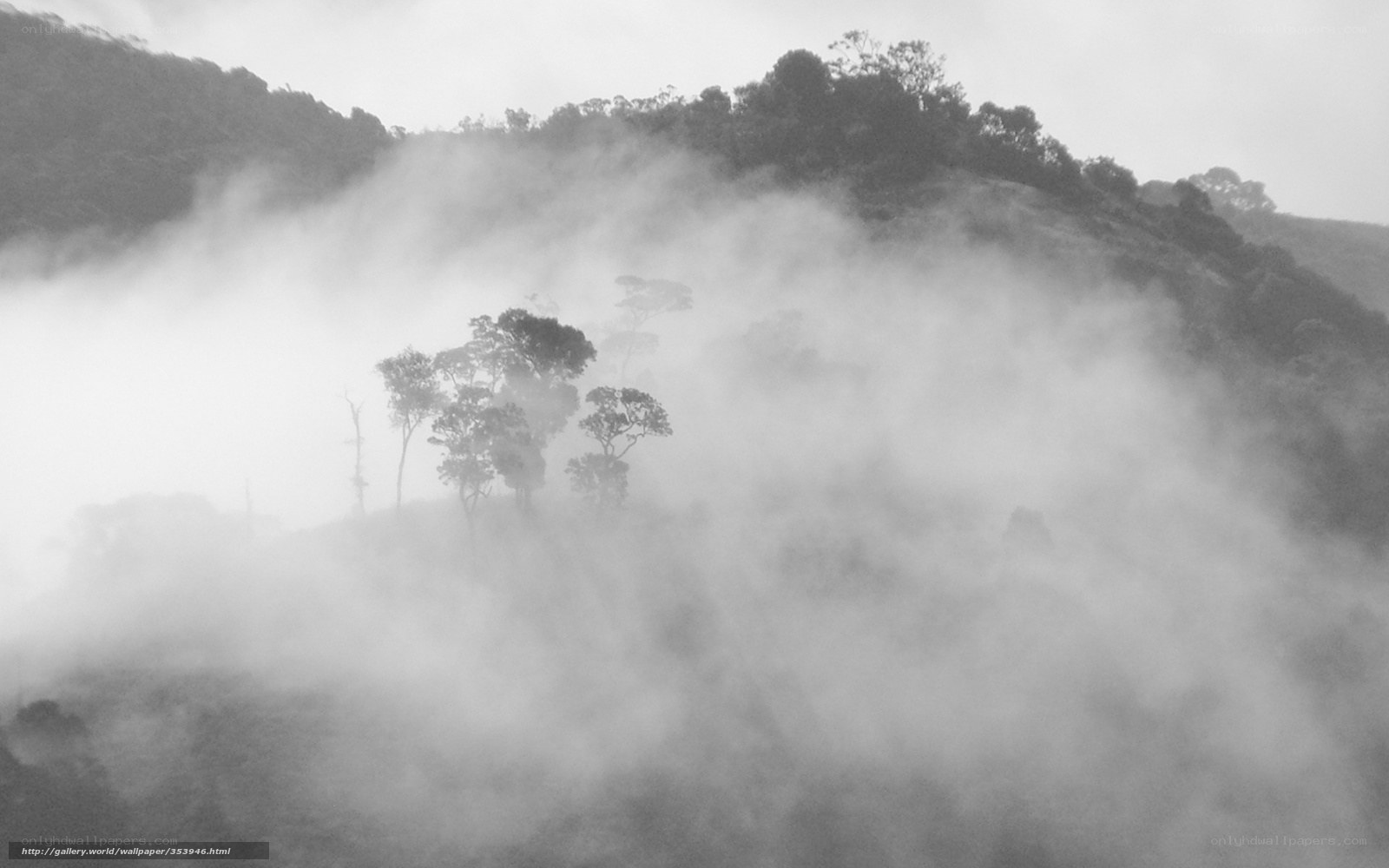 Misty Forest Hills