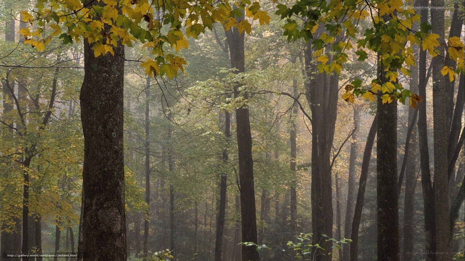Misty forest in autumn