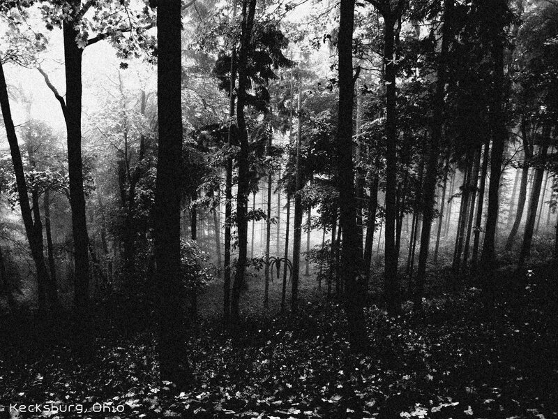 Misty forest in Kecksburg