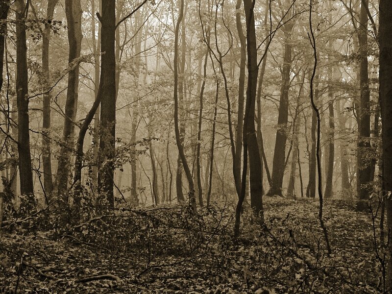 Misty forest in sepia