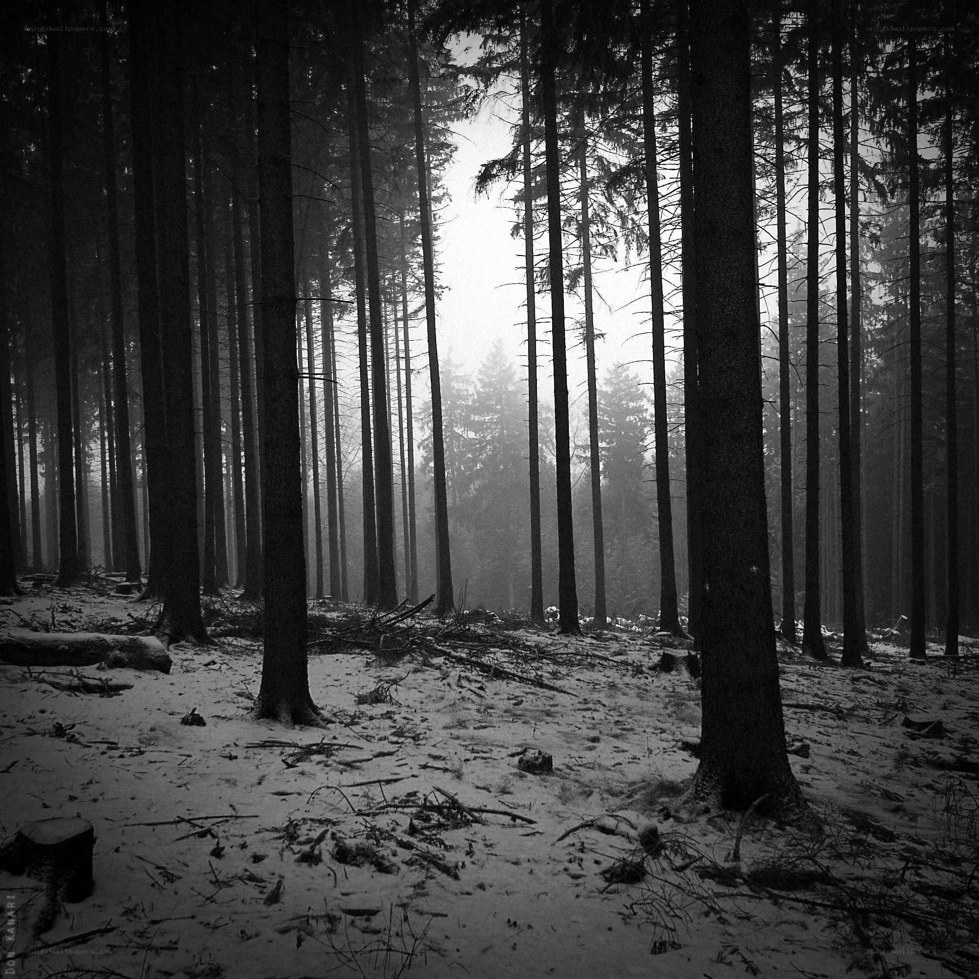 Misty forest in winter
