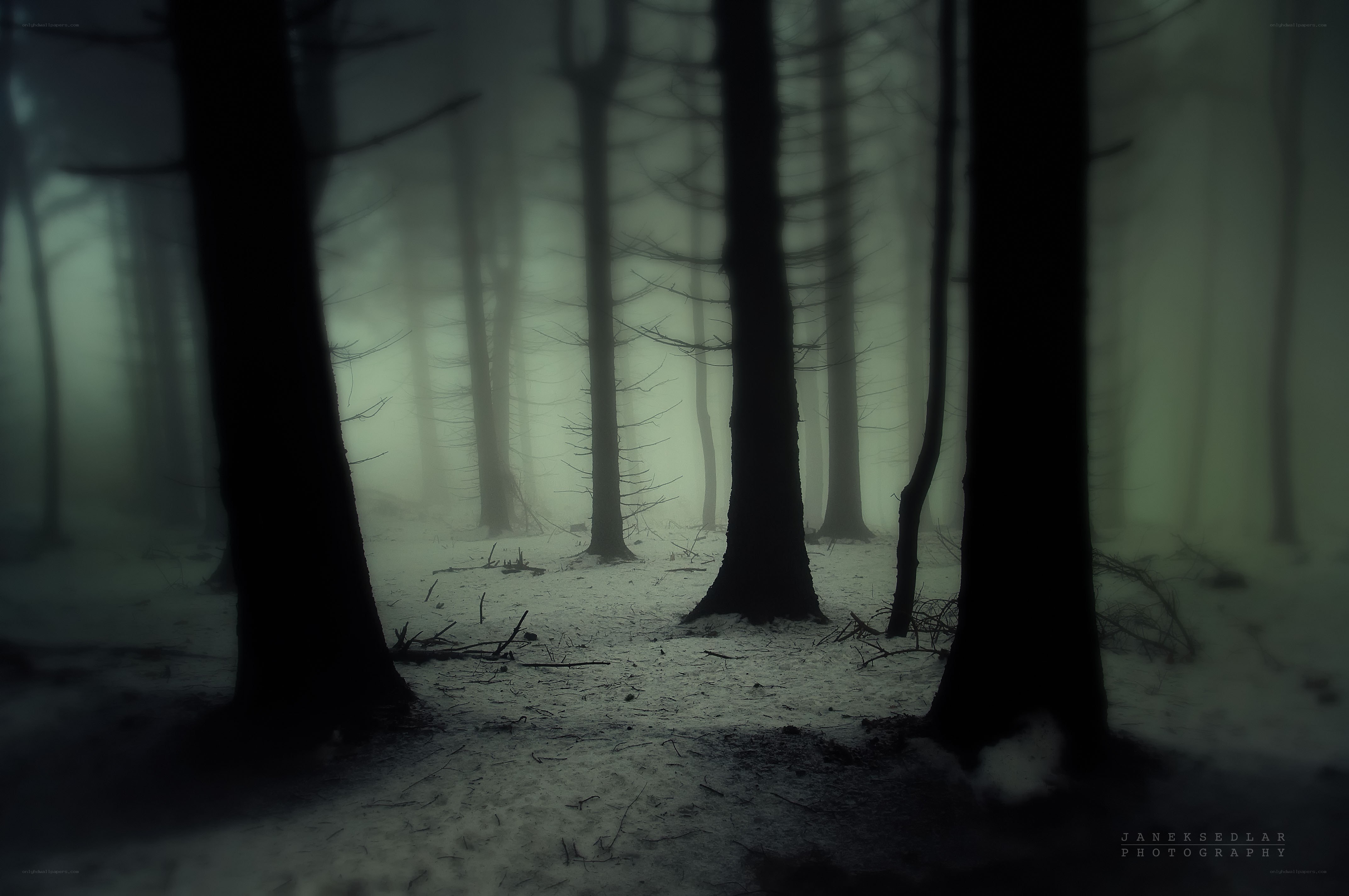 Misty forest in winter