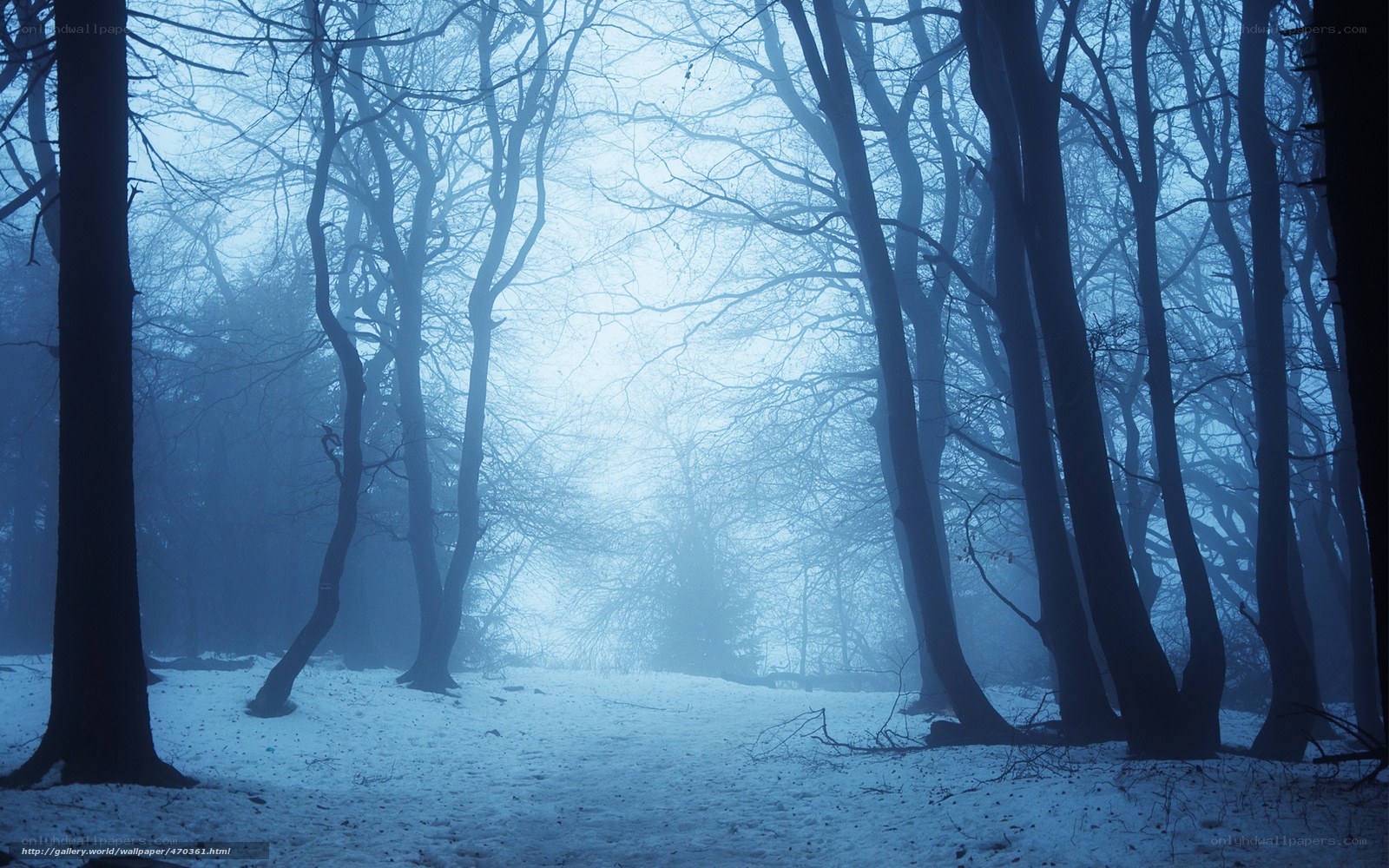 Misty forest in winter