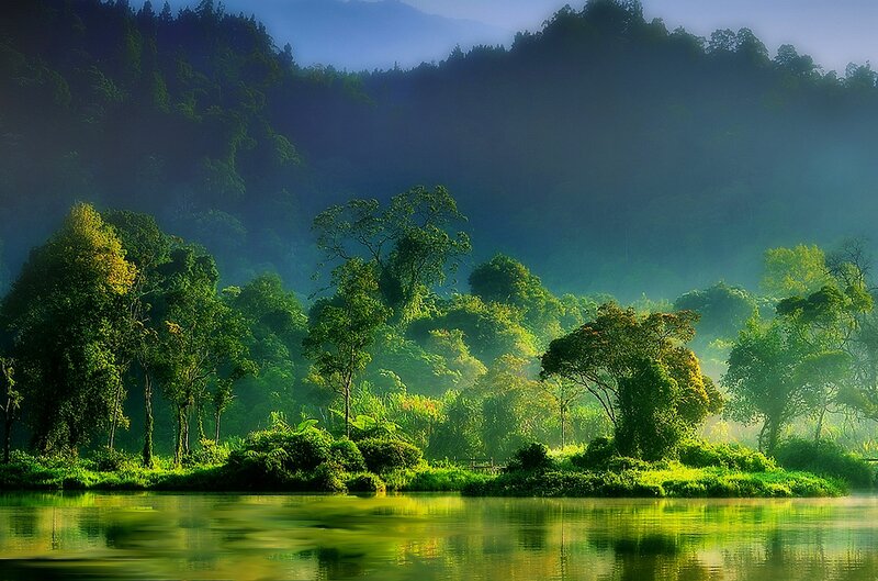 Misty forest lake at dawn