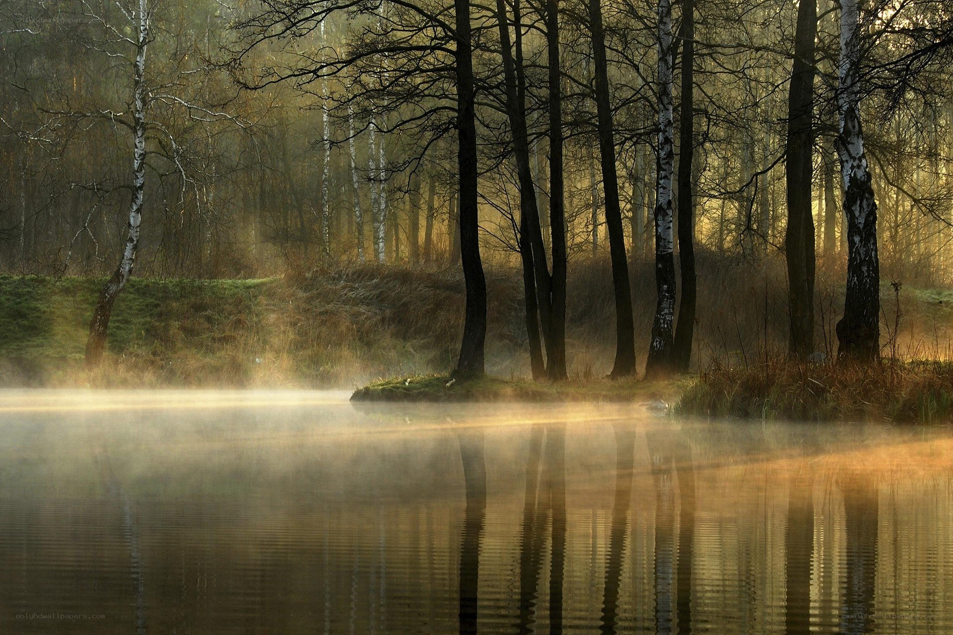 Misty forest lake at dawn