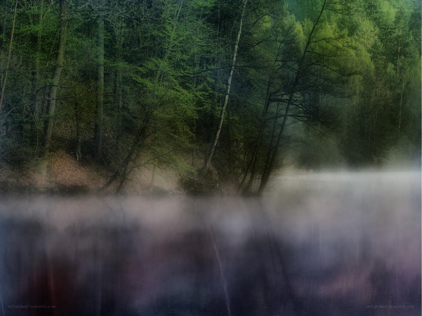 Misty forest lake at dawn