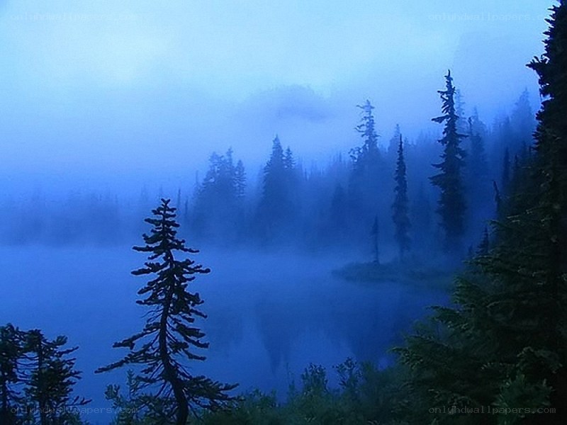 Misty forest lake at dawn