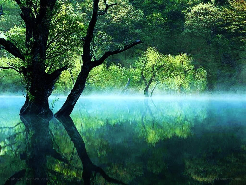 Misty forest lake at dawn