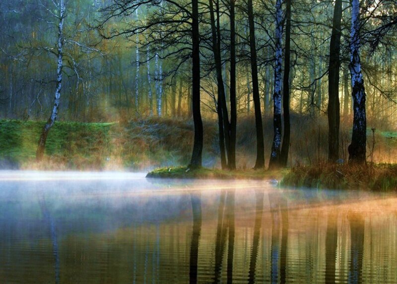 Misty forest lake at dawn