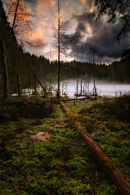 Misty forest lake at sunset