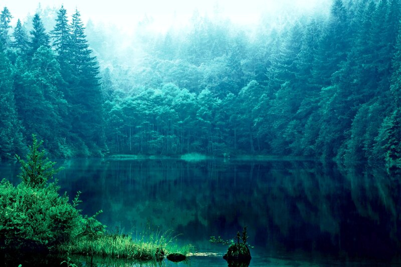 Misty Forest Lake — Blue