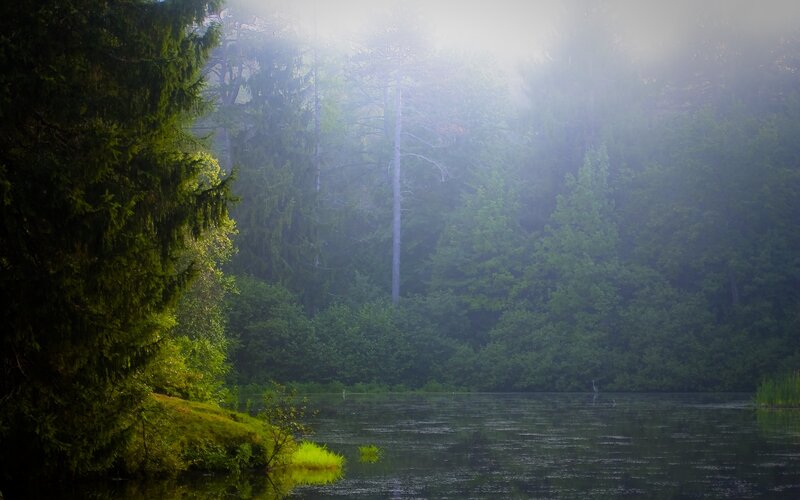 Misty Forest Lake — Green