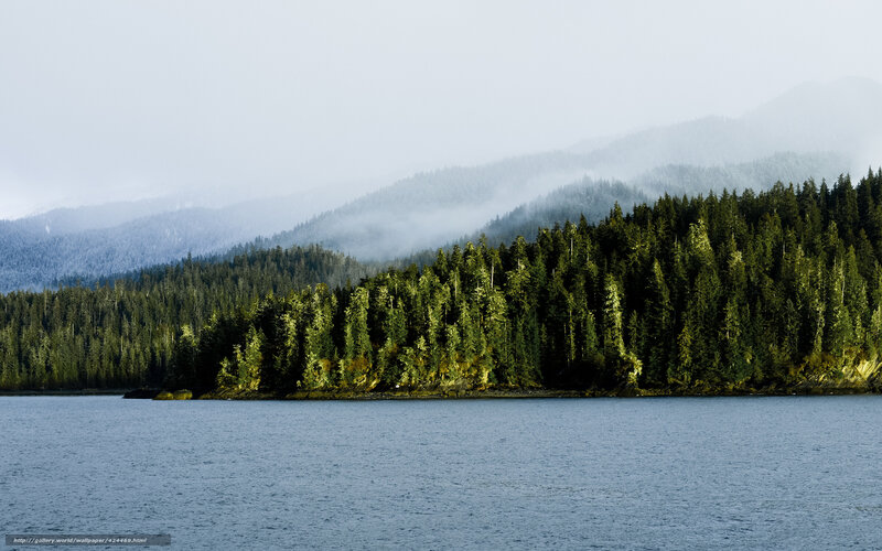 Misty forest lake landscape