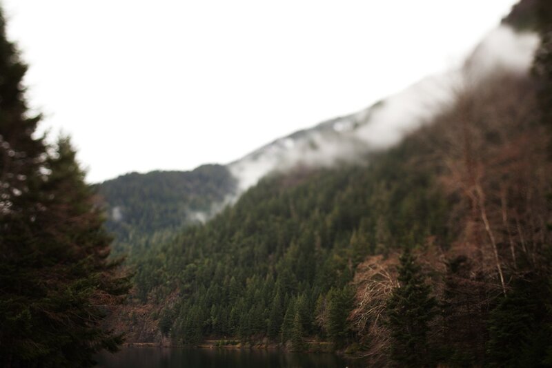 misty forest lake view