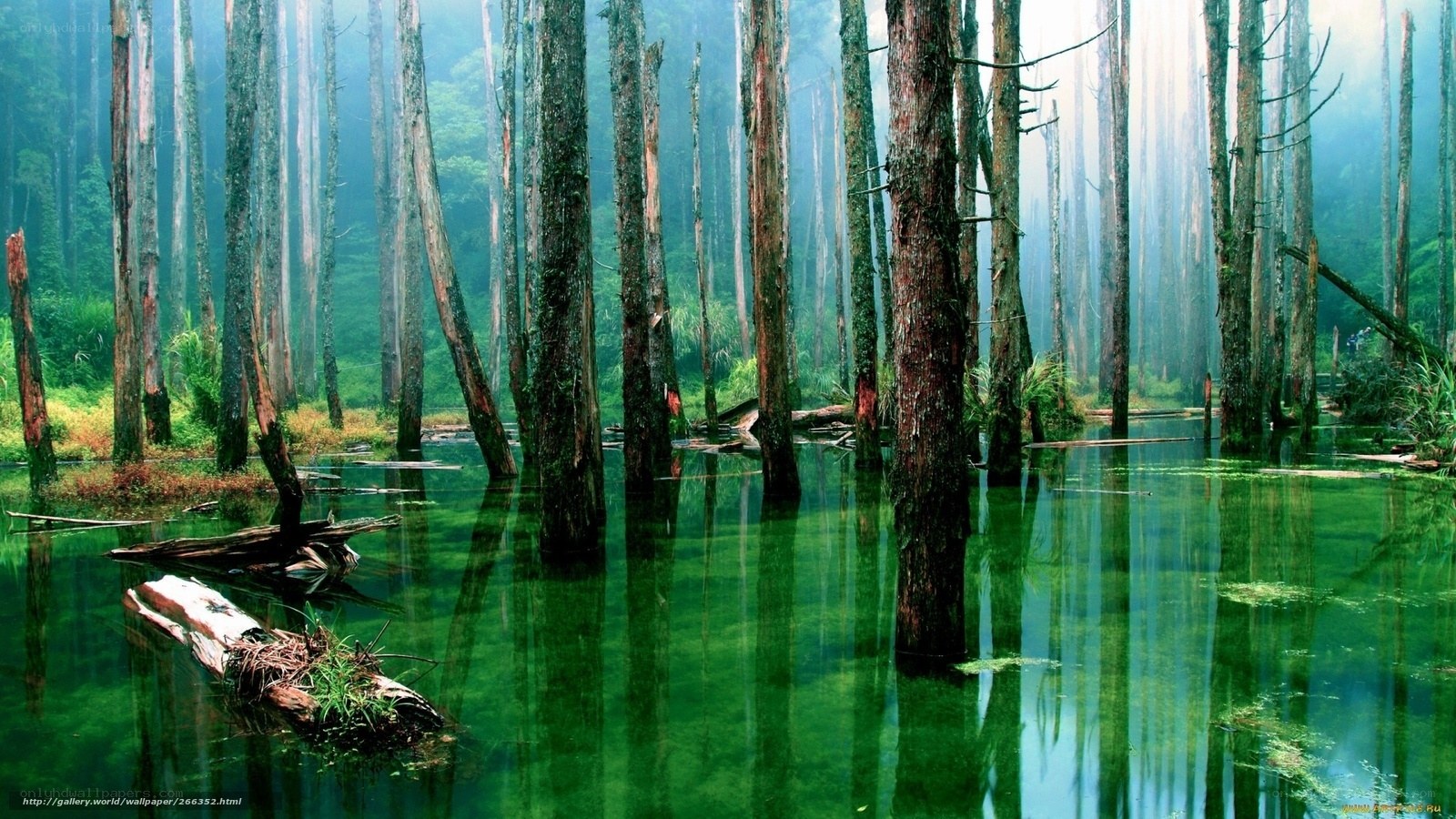 Misty forest lake with submerged trees