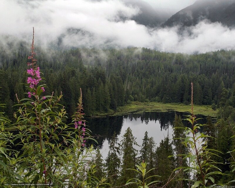 Misty forest lake with wildflowers