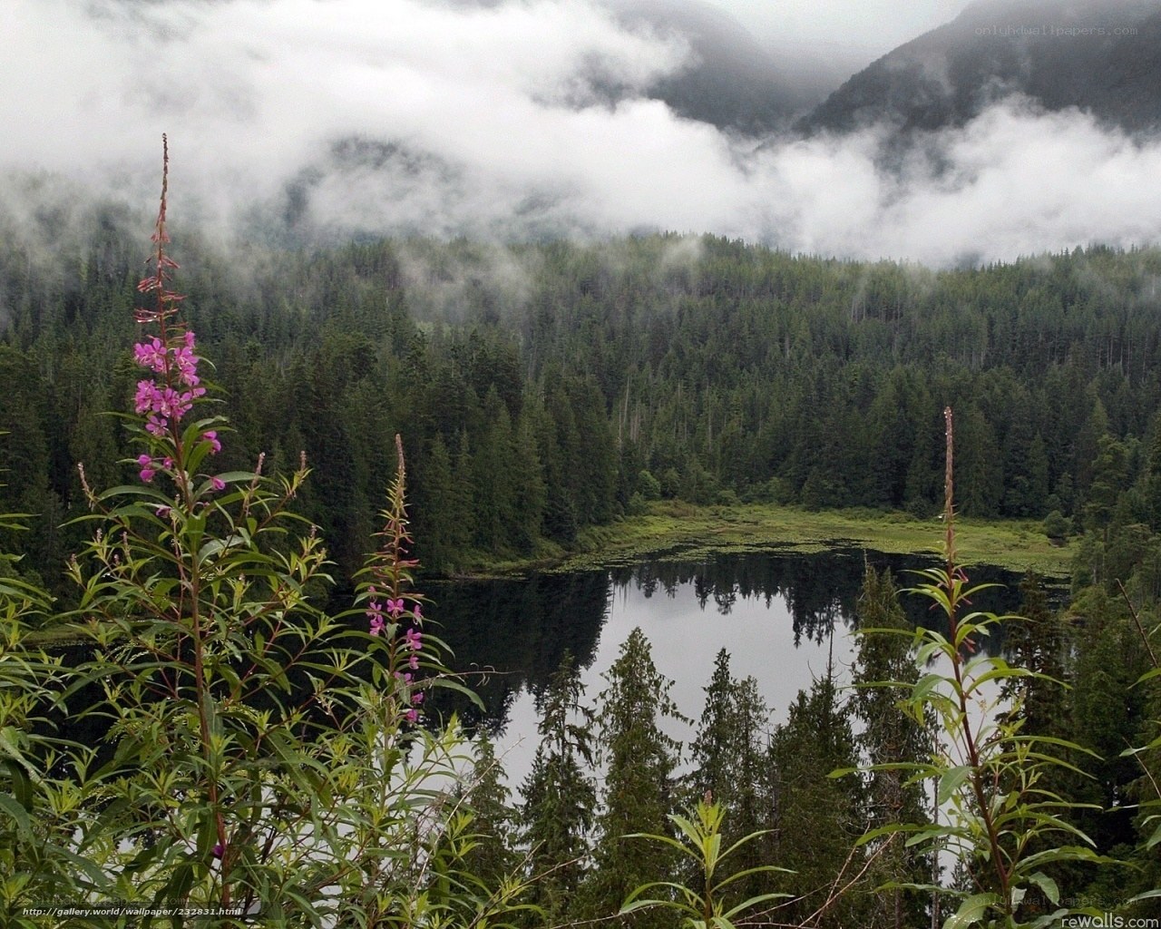 Misty forest lake with wildflowers