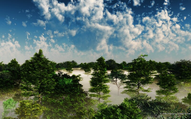 Misty Forest Landscape