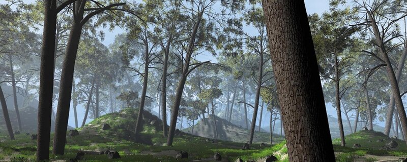 Misty forest landscape