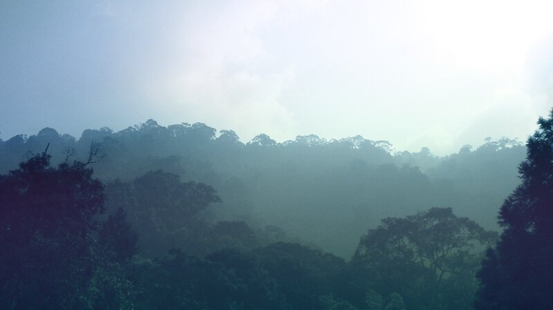 Misty forest landscape