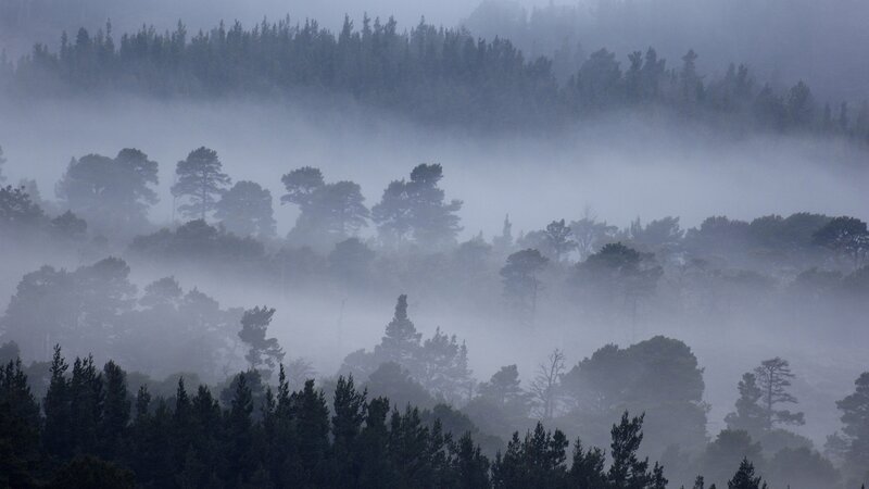 Misty forest landscape