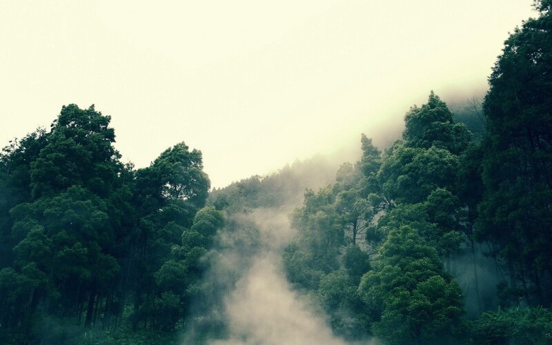 misty forest landscape