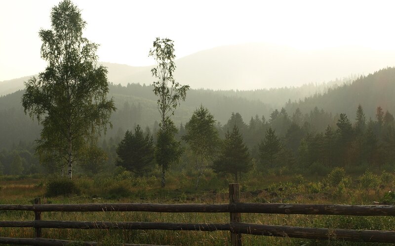 Misty forest landscape at dawn