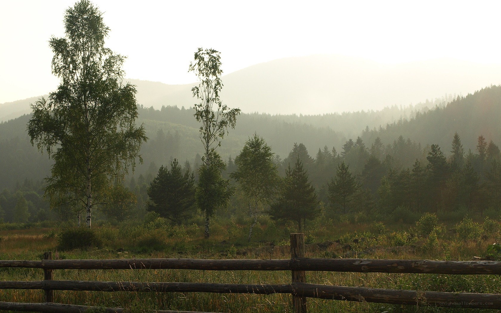 Misty forest landscape at dawn